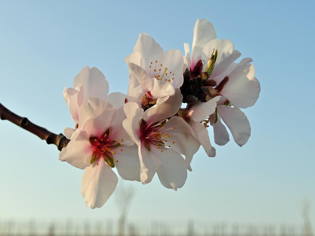 Hofgarten Rosa Ilbesheim bei Landau in der Pfalz Ngoại thất bức ảnh